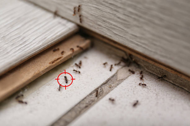 Wasp Removal Services in Cherokee, NC