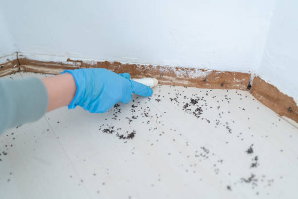 Best Flea Control Services  in Cherokee, NC